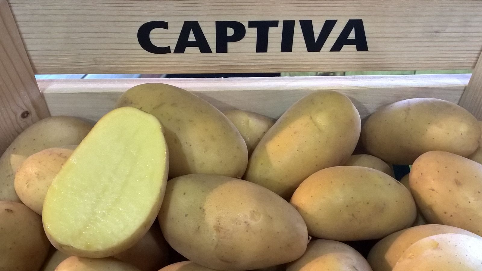 Картофель Каптива (Captiva)