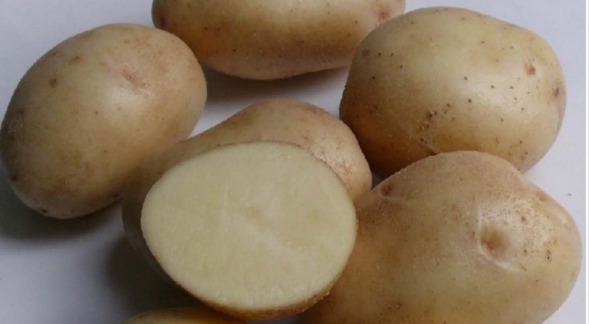 Урожайные сорта картофеля для средней. Сорт картофеля Вармас. Картофель сорт Донато. Сорт картофеля голландка. Картофель сорта Латона семенной.