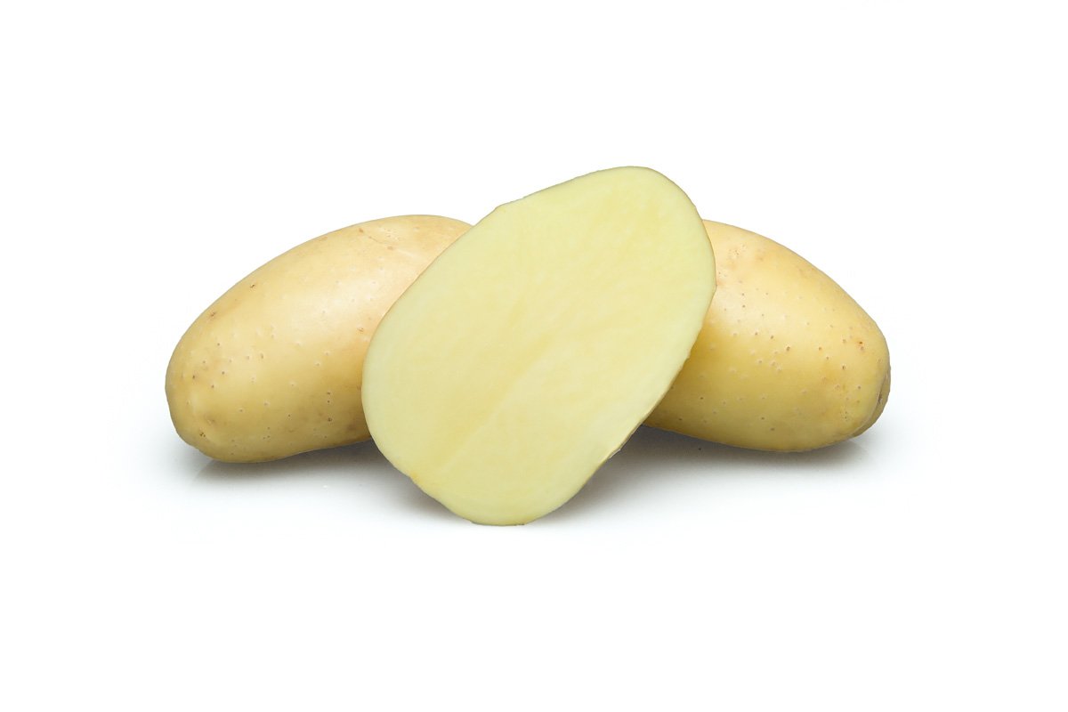Сифра картофель характеристика. Картофель Латона. Картофель сорт Арлекин. Картофель Эльмундо. Картофель на белом фоне.
