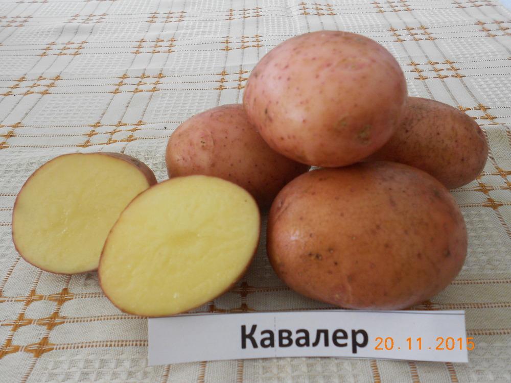Картофель Кавалер