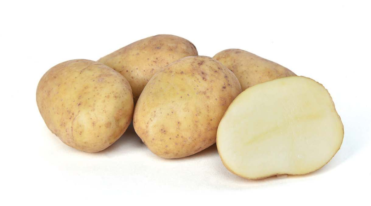 Колоб картофельный. Сорт картофеля Вымпел. Картофель Колобок. Коломбо Колобок картошка. Колобок картофель характеристика