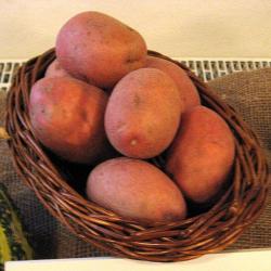 Беллароза (Bellarosa) Беллароза (Bellarosa)