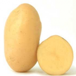 Дитта (Ditta) Дитта (Ditta)