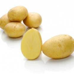 Зекура (Secura) Зекура (Secura)
