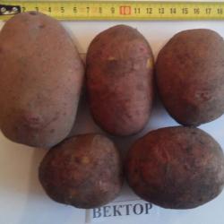 Вектор Вектор