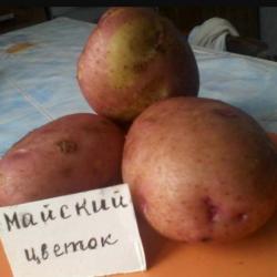 Майский цветок Майский цветок