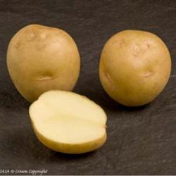 Марфона (Marfona) Марфона (Marfona)