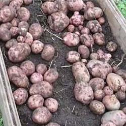 Мусинский Мусинский