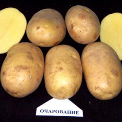 Очарование Очарование