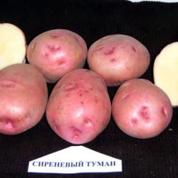 Сиреневый туман Сиреневый туман