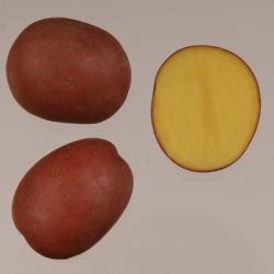 Ред Анна (Red Anna) Ред Анна (Red Anna)