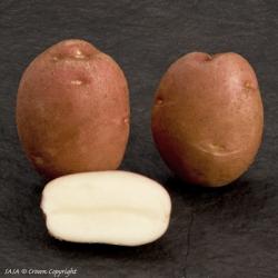 Романо (Romano) Романо (Romano)