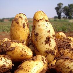 Сафия (Saphia) Сафия (Saphia)