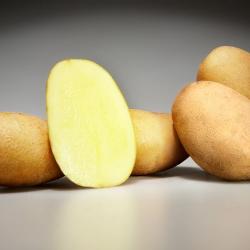Фиоретта (Fioretta) Фиоретта (Fioretta)