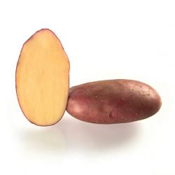 Шери (Cherie) Шери (Cherie)