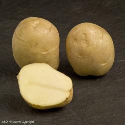 Ярла (Jaerla) Ярла (Jaerla)