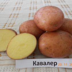 Кавалер Кавалер