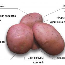 Фламинго Фламинго