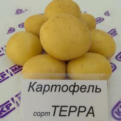 Терра Терра