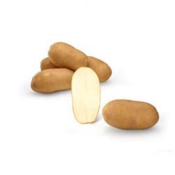 Кинг Рассет (KIng Russet) Кинг Рассет (KIng Russet)