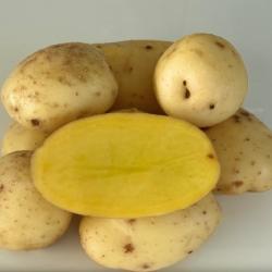 Картофель Бабр