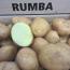 Румба (Rumba) Румба (Rumba)